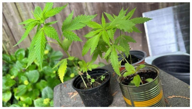 Legal action against UK man who planted cannabis plant in his home garden