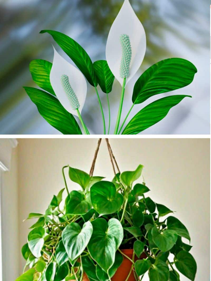 Peace Lily to Pothos: 7 house plants that help with Lung health ATG