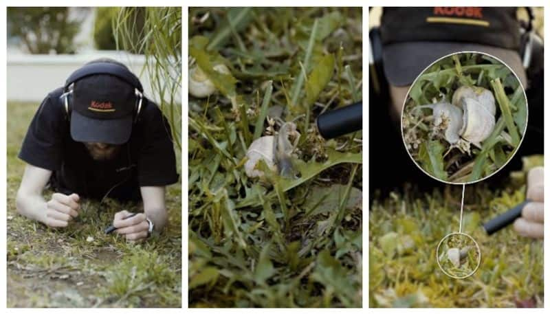 video of a sound recording of a snail eating food went viral 