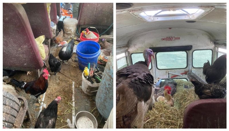 During a vehicle inspection police discovered a school bus full of animals