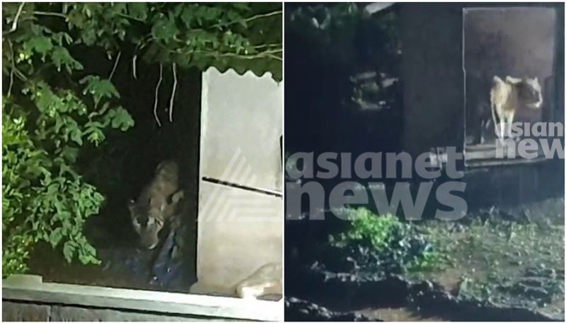 tiger has been caged In wayanad Kenichira