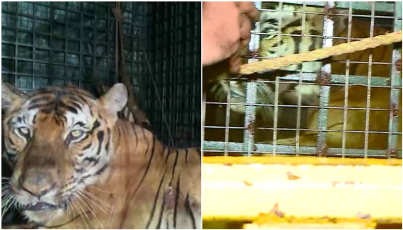 Kerala: Tiger that created panic after killing cows captured in Wayanad anr