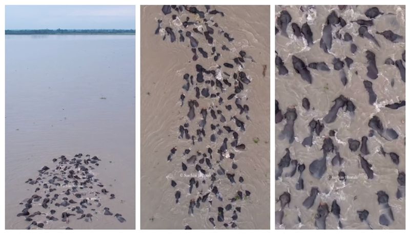 Rare moment caught on camera: Drone footage of elephants crossing Brahmaputra river goes viral (WATCH) anr