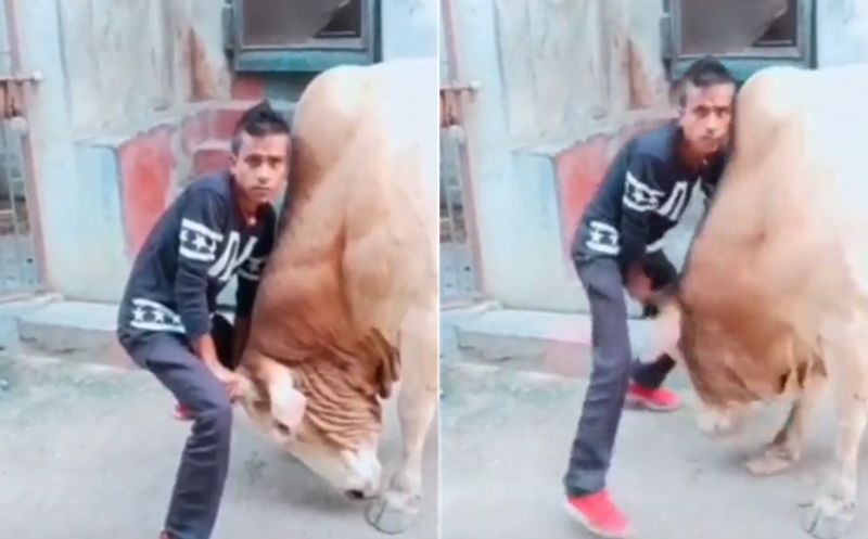 Youth try to show muscle power against Bull instant karma teach a lesson ckm