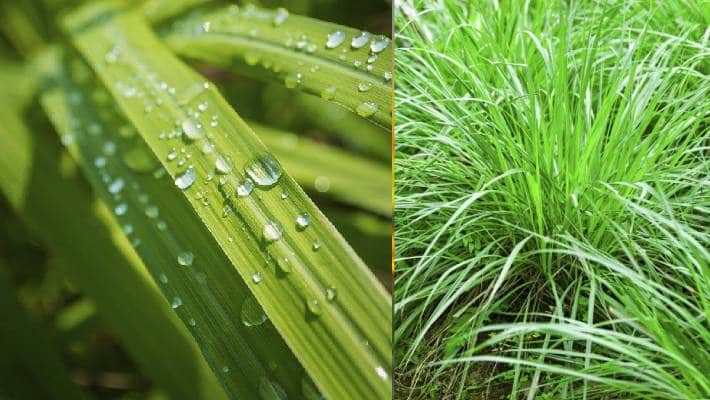 Dis Advantages of Planting Lemon Grass indoor ram 