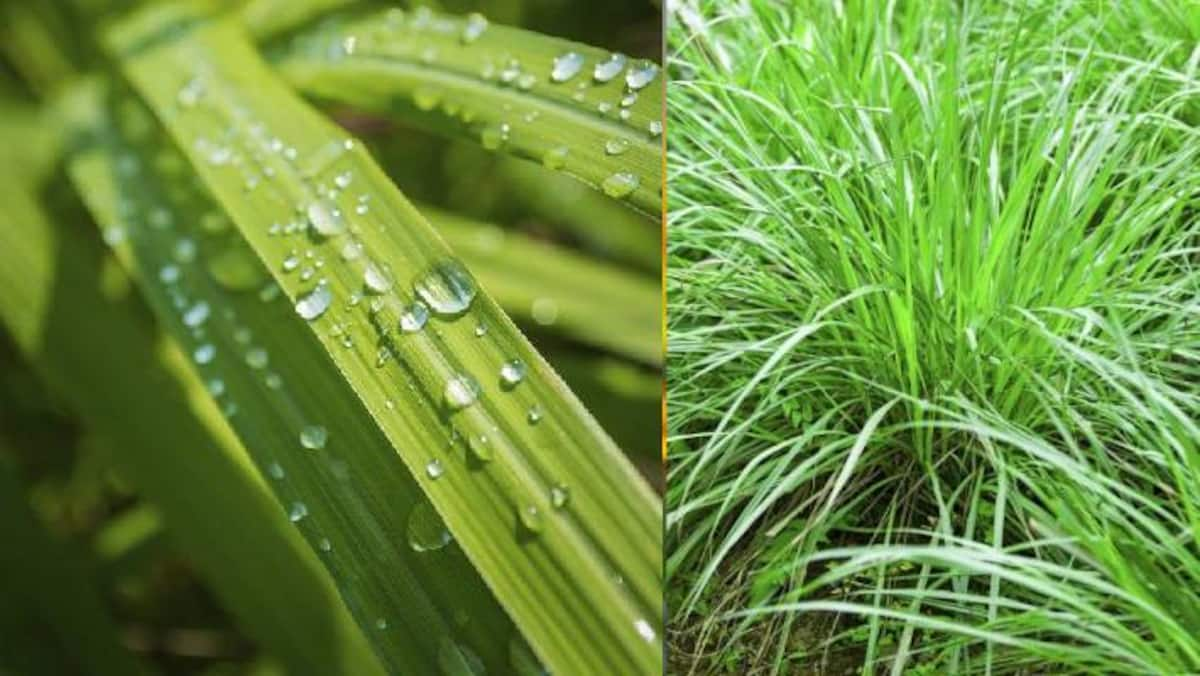 लेमन ग्रास घर में लगाना फायदेमंद या फिर...? पढ़ें कुछ जरूरी बातें - disadvantages of planting lemongrass indoors - Asianetnews Hindi