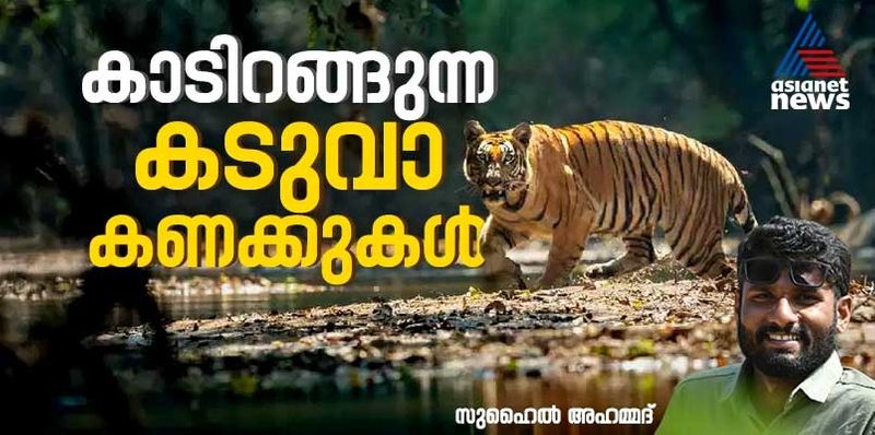 nine Tigers attacks In Wayanad In Last One Year