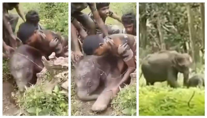 elephant calf rescue from water canal at Mudumalai tiger reserve video goes viral 