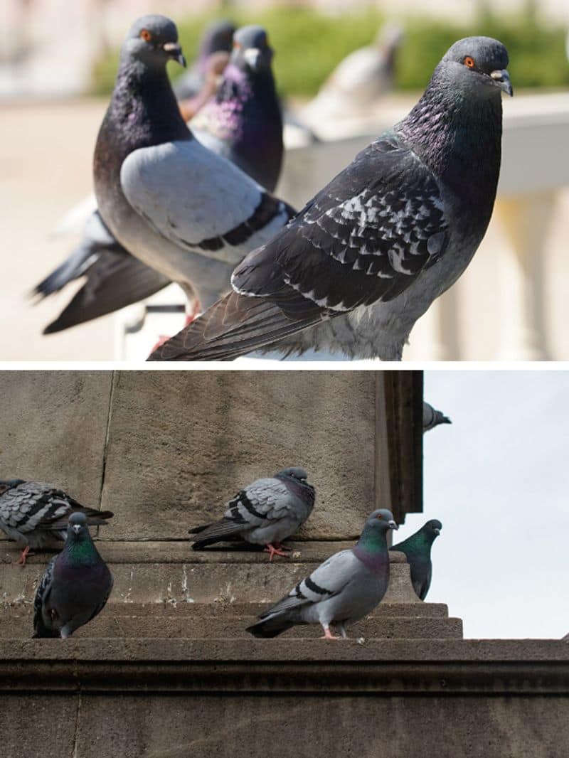 Why has a German community ordered to slaughter all its pigeons? RKK