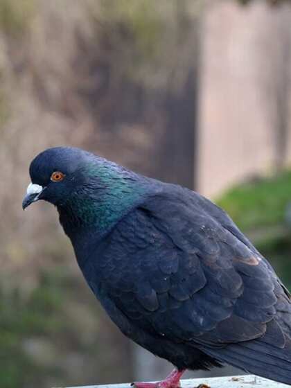 Kill pigeons