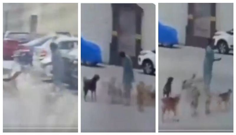 video of a Woman Attacked By stary Dogs in Hyderabad went viral