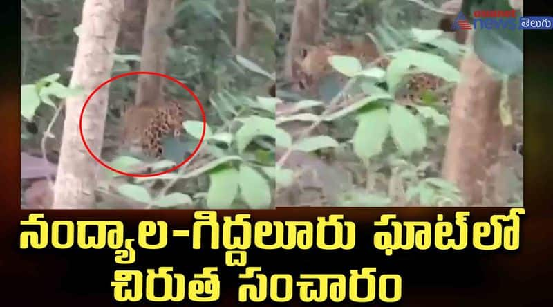 Leopard migration at Nandyala-Giddalur Ghat JMS