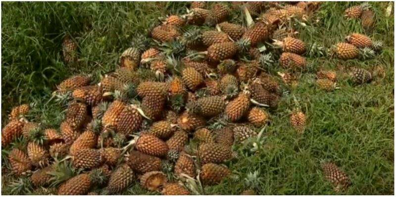 factamfos production not happening at FACT pineapple farmers in crisis without getting fertilizer