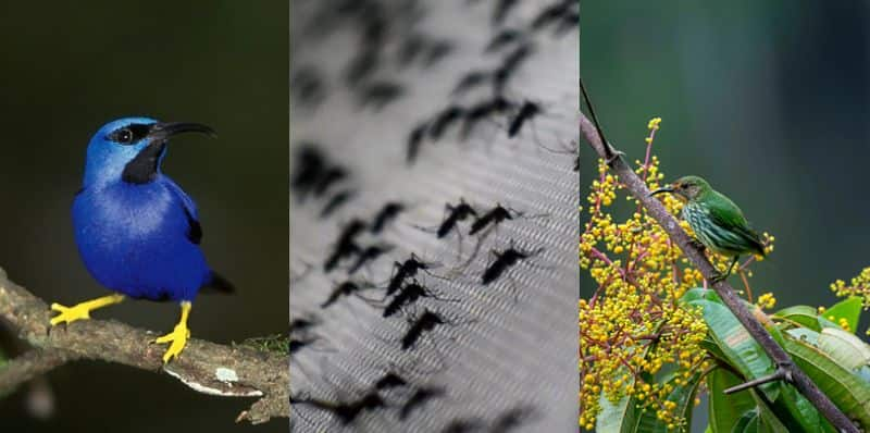 Millions of mosquitoes are released from helicopters in Hawaii in  last ditch attempt to save rare honeycreeper slipping into extinction