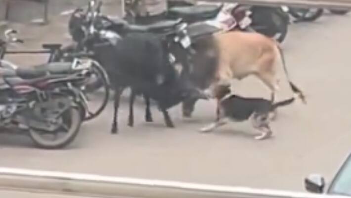 Animal war