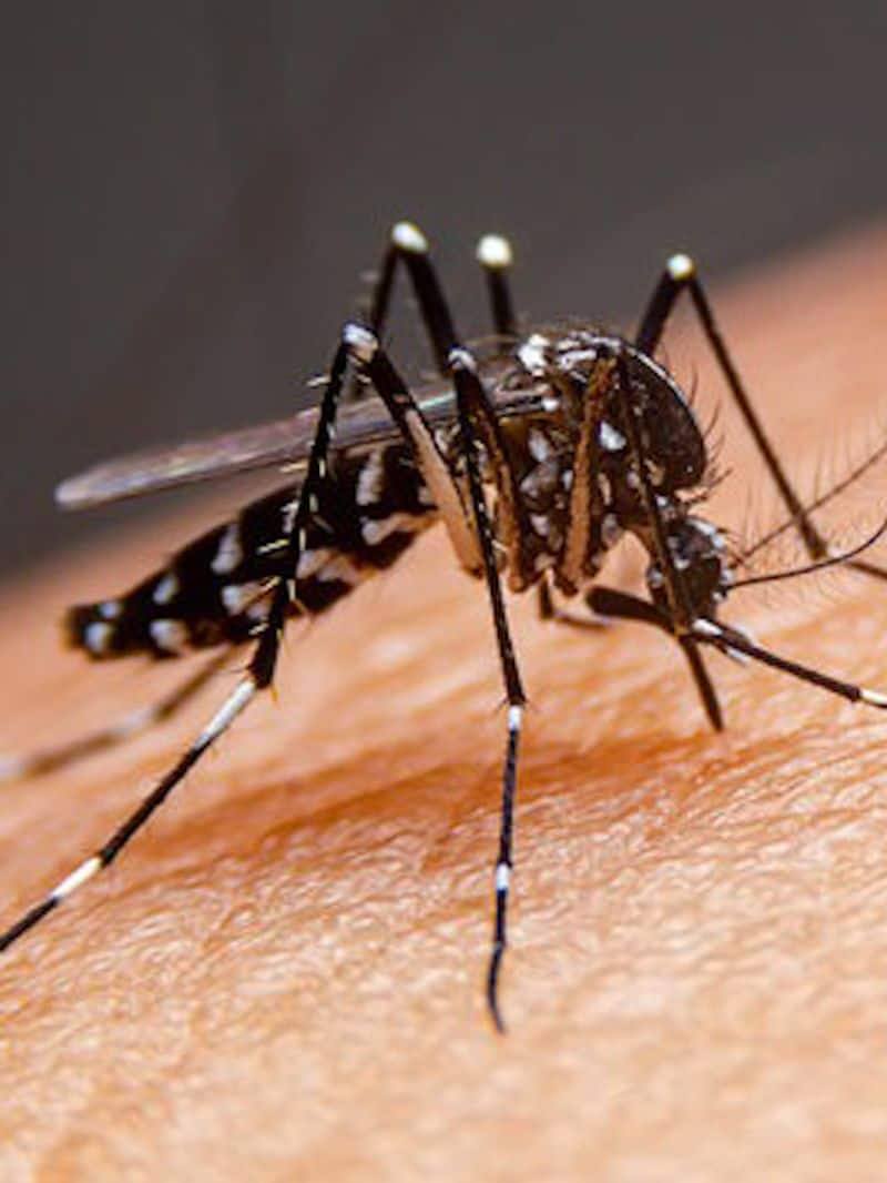 Dengue cases rise in Bengaluru: Tips for healthy platelet count vkp