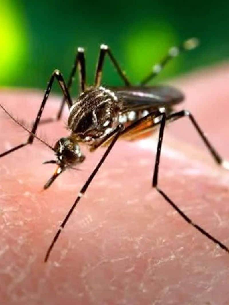 youth died by dengue in bengaluru nbn