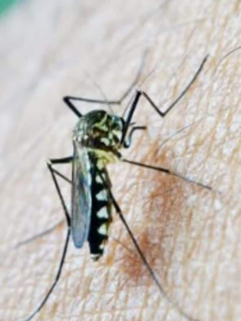 Dengue fever: Plants to plant during monsoon that repel mosquitoes vkp