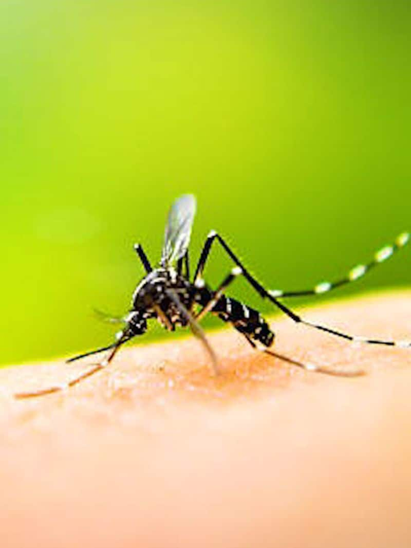 Karnataka government issues 10 guidelines to schools amid Dengue outbreak