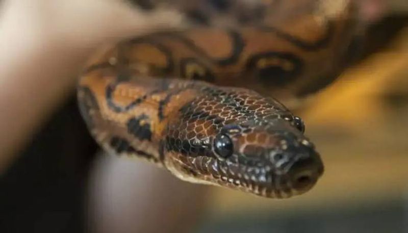 snake from City of Portsmouth College thought to be male gives birth to 14 snakelets