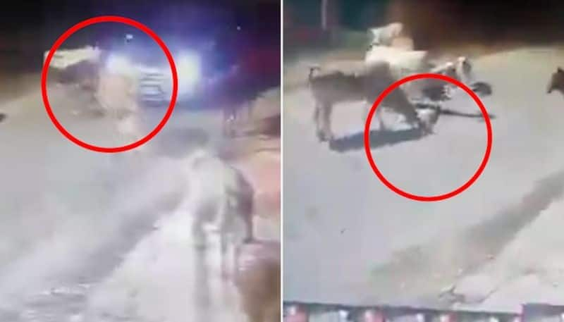 Chhattisgarh Man deliberately crushes cow calf with car in Bilaspur; disturbing video goes viral (WATCH) AJR