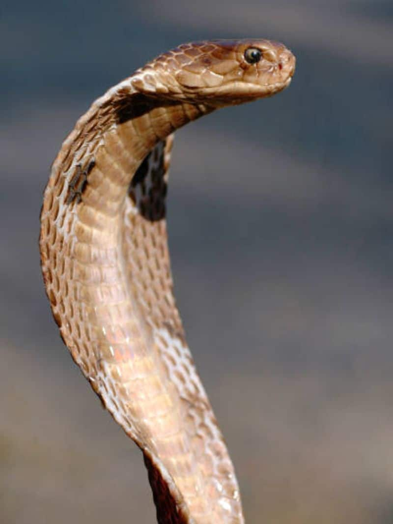 7 Animals That Hunt and Conquer Snakes NTI