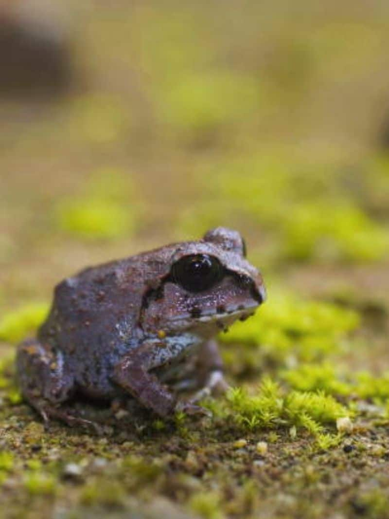 Frogs to Snakes: Animals that get active in Monsoon NTI