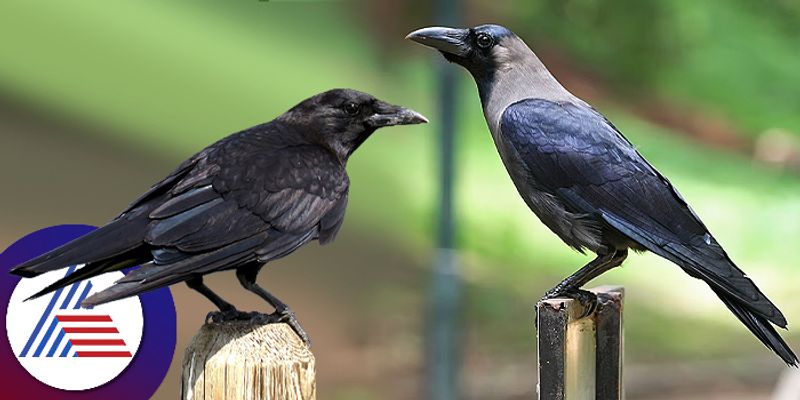 aadi amavasai 2024 reason behind offering food to crows in amavasai and its benefits is here in tamil mks