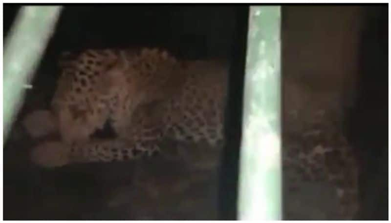 forest department rescued the leopard that fell into well