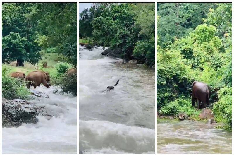 A video of a wild elephant swept away by a wild flood near the Nilgiris has gone viral on the internet vel