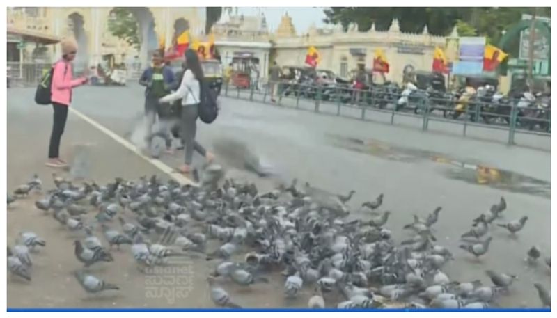 MP Yaduveer Wadiyar urges localites tourists not to feed pigeons outside Mysurur palace due to damage from feces