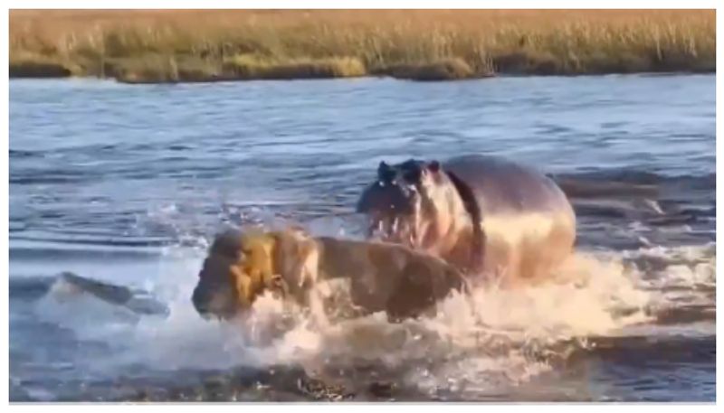 Video of Hippopotamus chasing three lions alone goes viral 