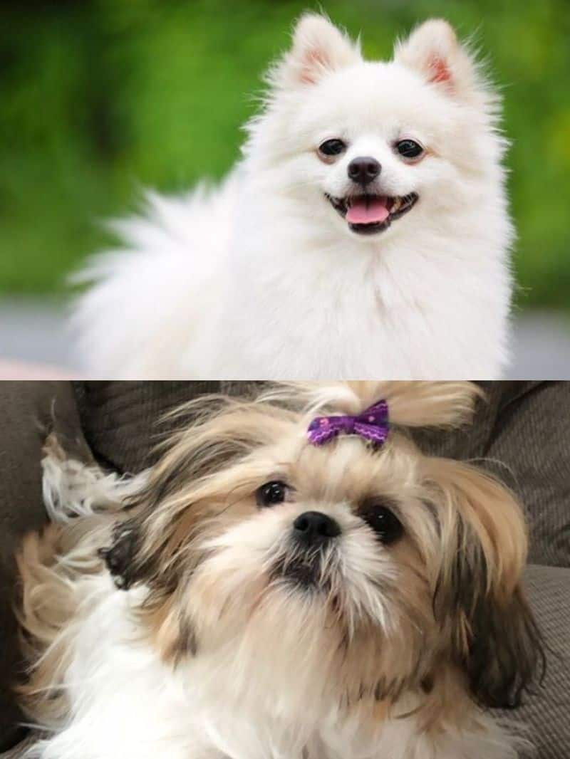 Pomeranian to Shih Tzu: Top 5 most adorable dog breeds in India RTM EAI