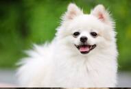 Pomeranian to Shih Tzu: Top 5 most adorable dog breeds in India RTM EAI