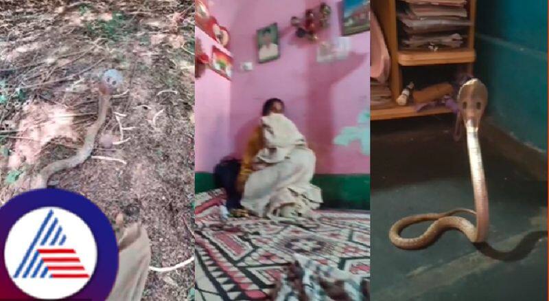 A cobra was spotted in a house in Chitradurga video viral rav