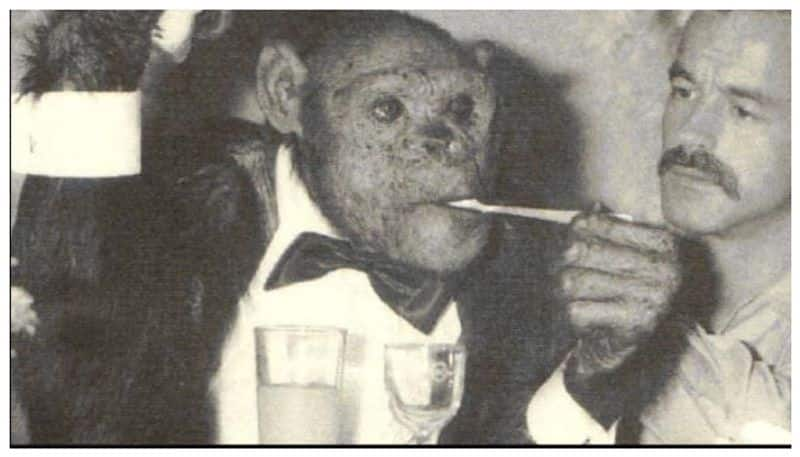 Pictures of Oliver Chimpanzee called Humanzee goes viral in social media 