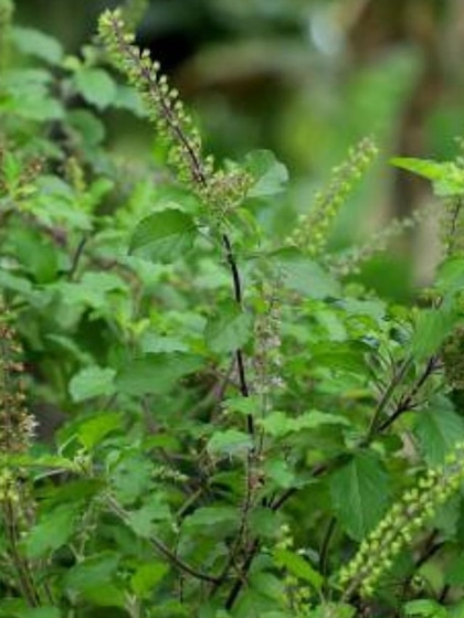 Tusli: A natural moquito repellant