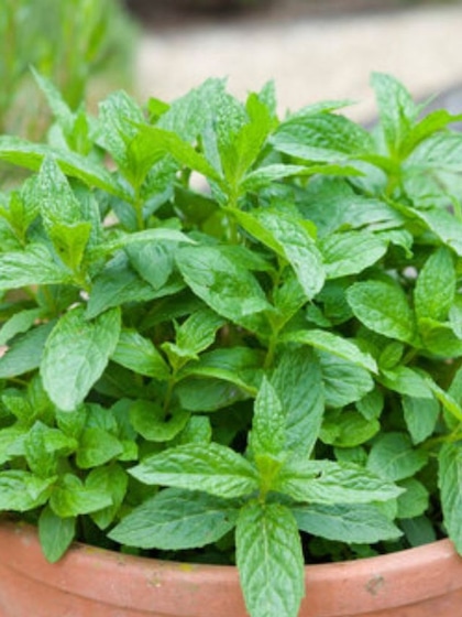 Mint: Fresh herb with pest repelling power