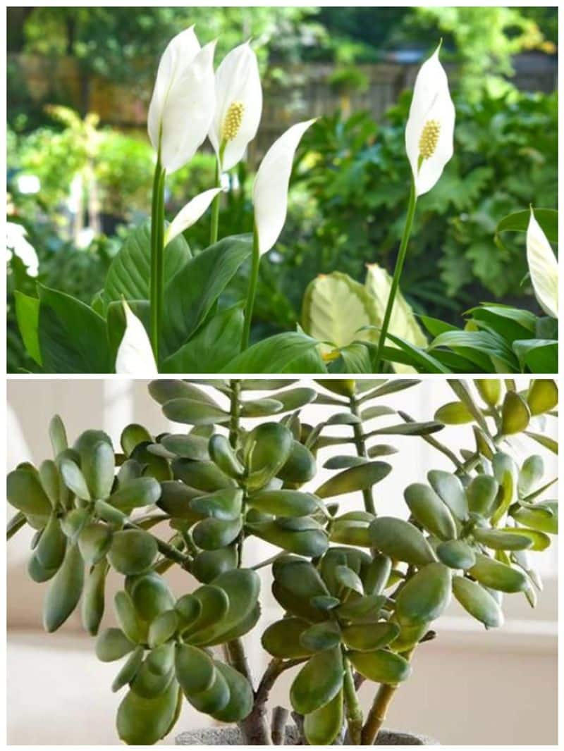 Peace Lily to Golden Pothos: Keep these 5 LUCKY plants in your home RTM EAI