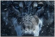 Wolf to Owl: 5 Animals believed to hold spiritual meaning RTM EAI