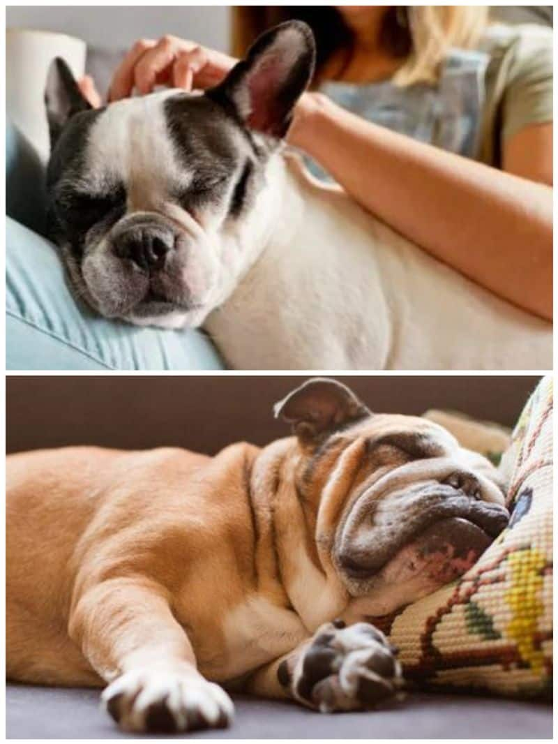 Bulldog to Pug: Top 5 lazy dog breeds in India RTM EAI