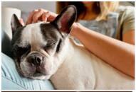 Bulldog to Pug: Top 5 lazy dog breeds in India RTM EAI