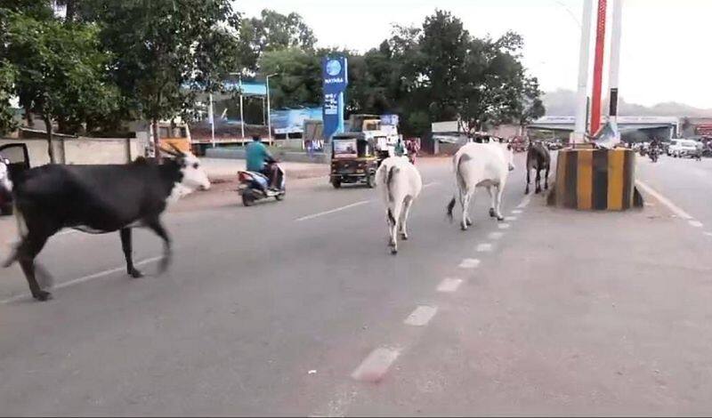 Cattles on the roads in Chitradurga is a problem for motorists gvd