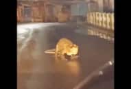 Viral Video: Crocodile Roams Maharashtra Road Amidst Heavy Rains, Evokes Mixed Reactions [watch] NTI