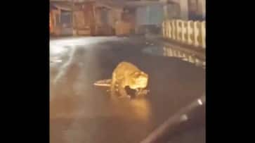 Viral Video: Crocodile Roams Maharashtra Road Amidst Heavy Rains, Evokes Mixed Reactions [watch] NTI