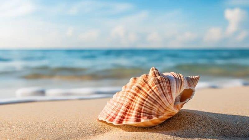 Strong lungs to mental health: Benefits of blowing conch shell RTM