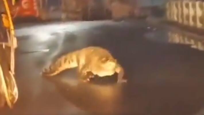 Crocodile Walking 