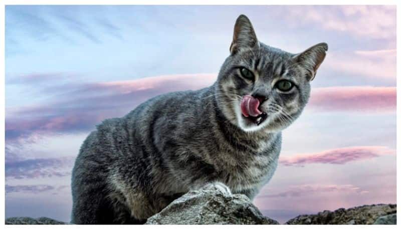 New Zealand records record in wild cat hunting including children  