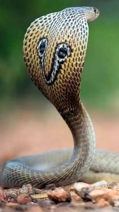 Who is the king of the snake world?