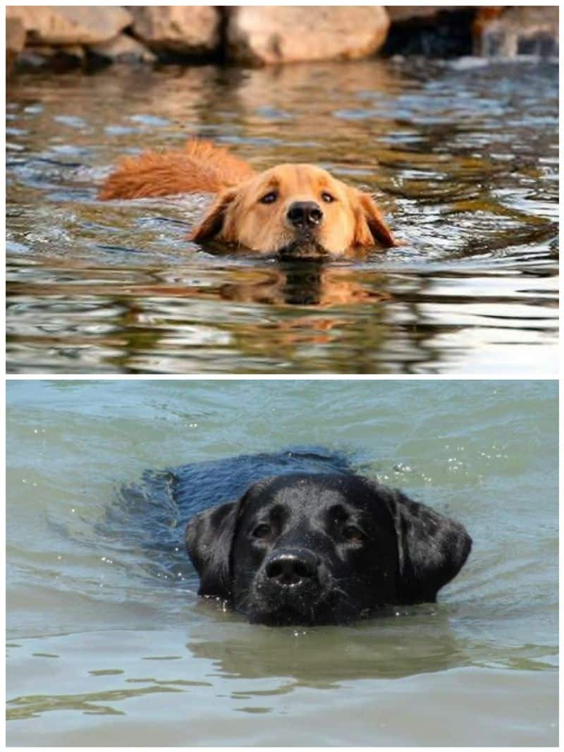 Labrador to Beagle: 5 Dog breeds in India that love playing in water RTM